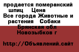 продается померанский шпиц  › Цена ­ 35 000 - Все города Животные и растения » Собаки   . Брянская обл.,Новозыбков г.